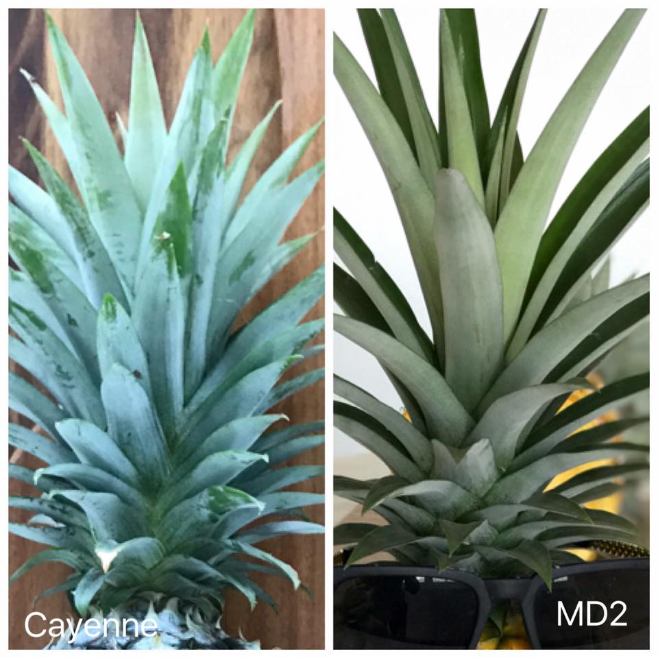 Hoà An Organic hướng dẫn cách phân biệt dứa mật MD2 và dứa Cayenne