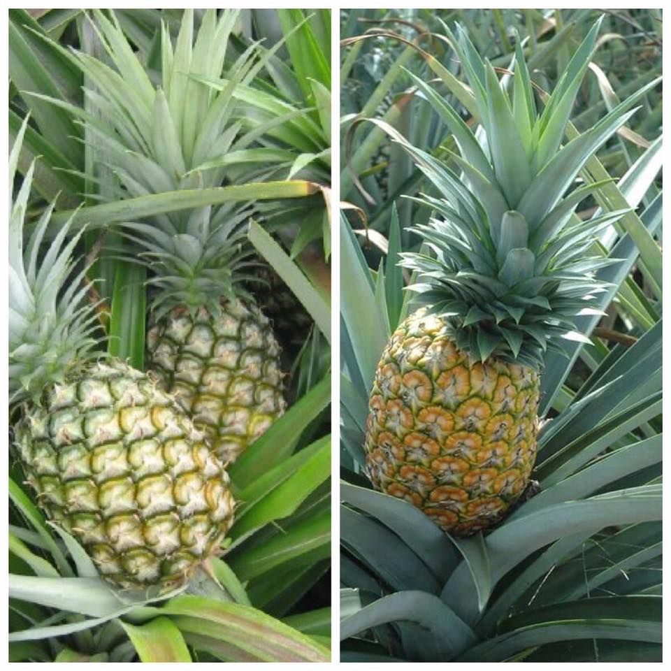 Hoà An Organic hướng dẫn cách phân biệt dứa mật MD2 và dứa Cayenne