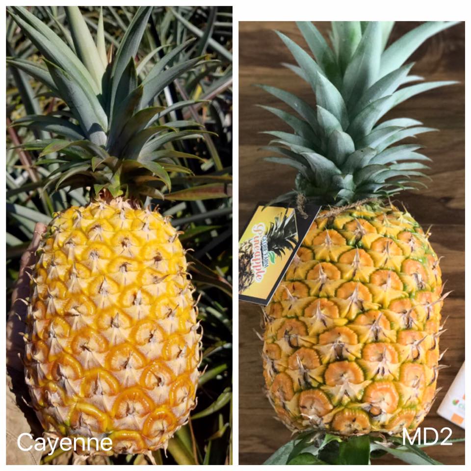 Hoà An Organic hướng dẫn cách phân biệt dứa mật MD2 và dứa Cayenne