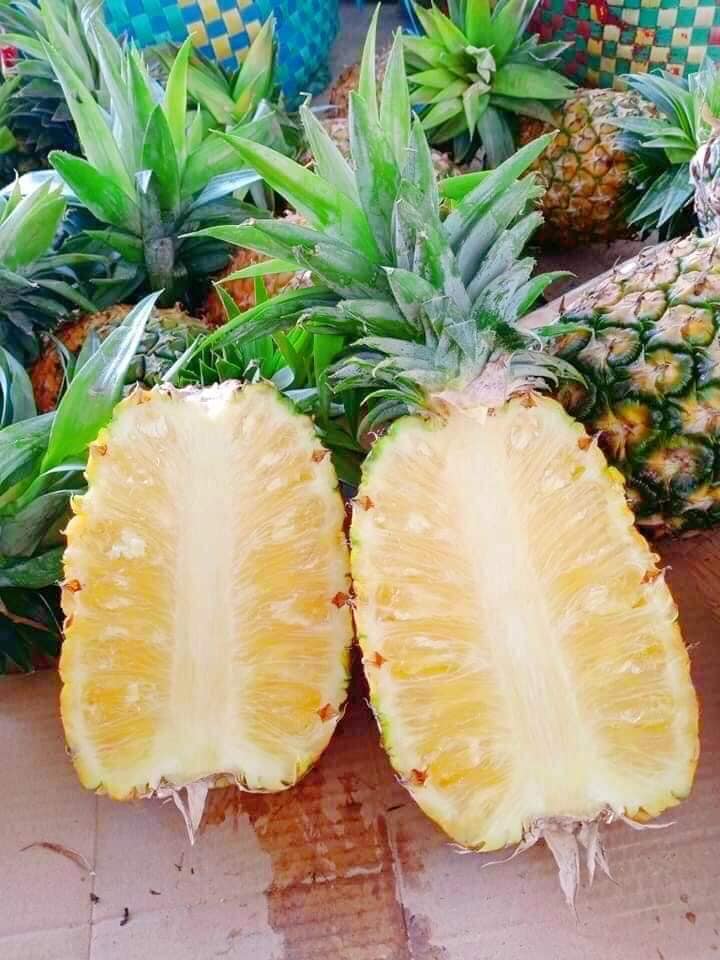 Nguồn gốc và công dụng với sức khoẻ thơm mật(Dứa mật) Đăk Nông Đăk Lăk