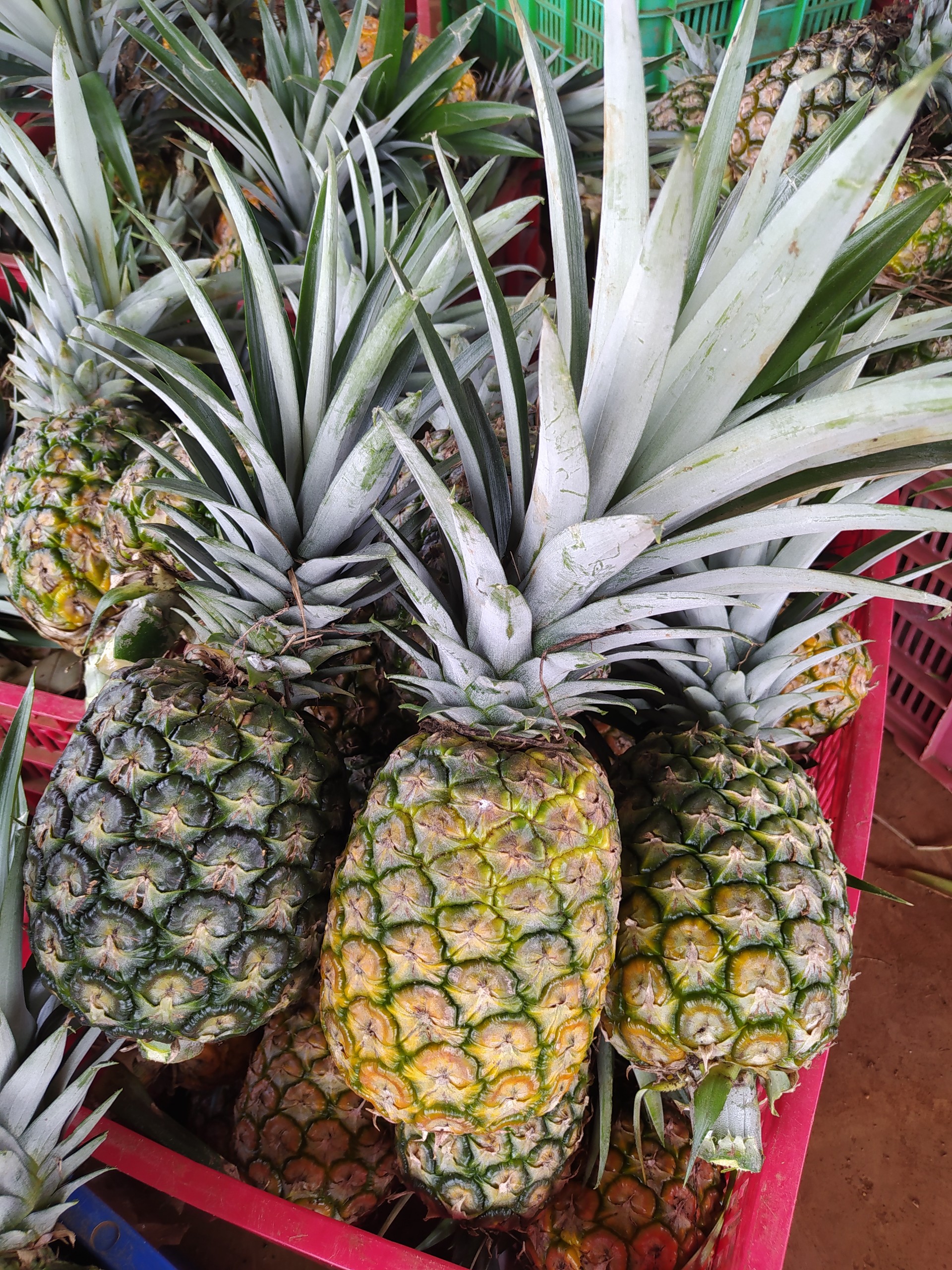 Thơm (dứa) mật MD2 Hoà An Organic