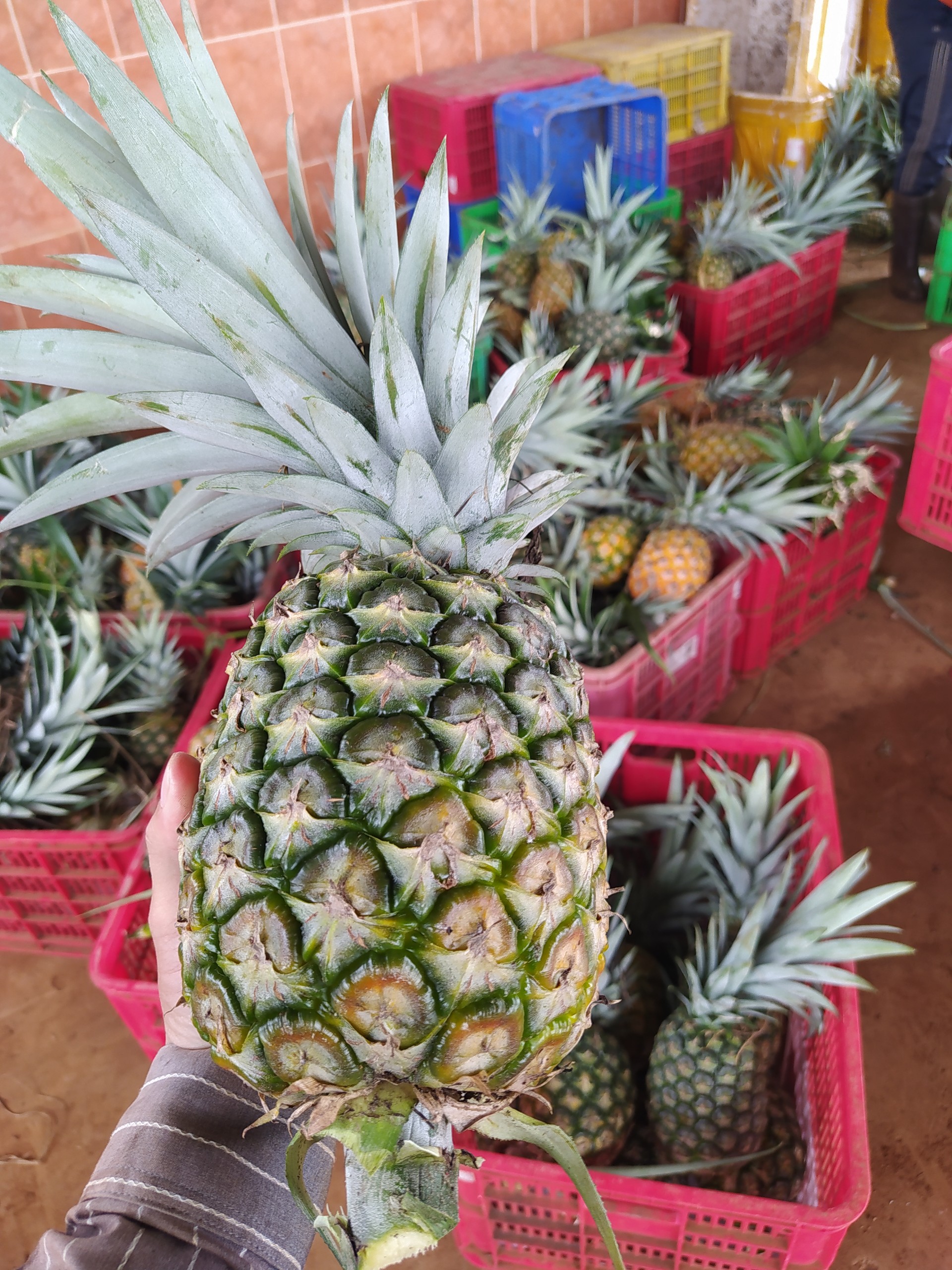 Thơm (dứa) mật MD2 Hoà An Organic